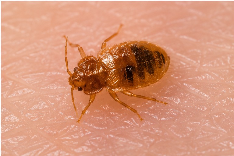 Bed bug on skin, showing how bed bug bites occur