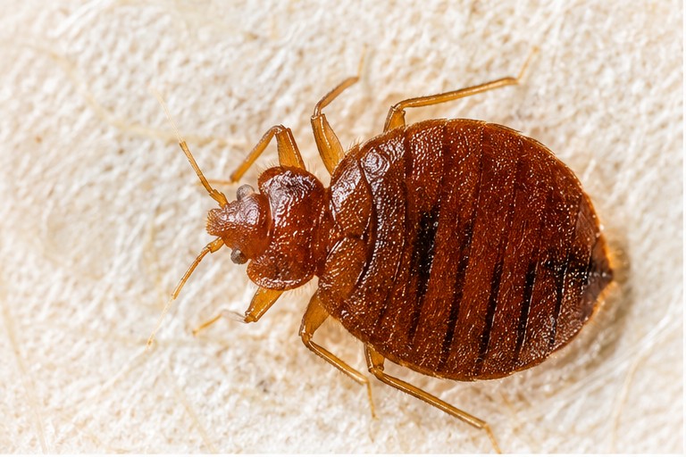 Close-up macro photo of an adult bed bug