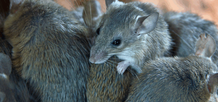 How Much Does Mice Control Cost in Norwich