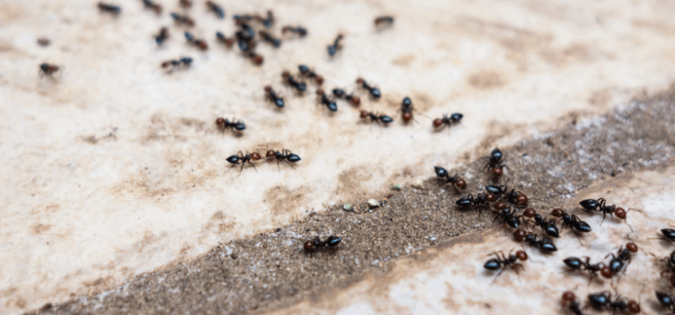 How Much Is Ant Control in Norwich