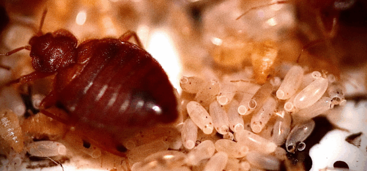 How Much Does Bed Bug Treatment Cost in Norwich