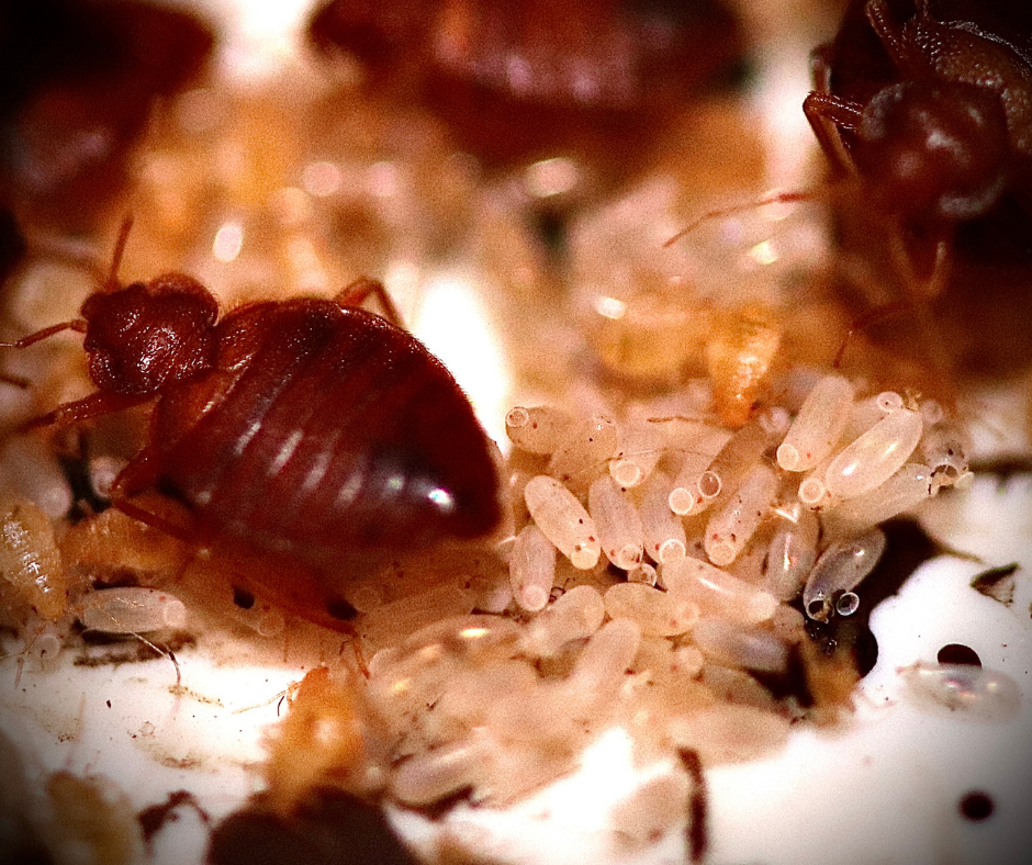 How Much Does Bed Bug Treatment Cost in Norwich