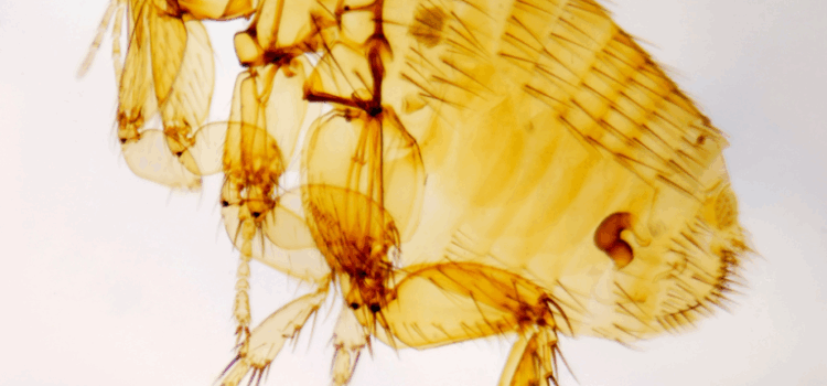 How Much Is Flea Treatment in Lowestoft