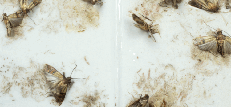 How Much Are Carpet Moth Treatments in Norwich?