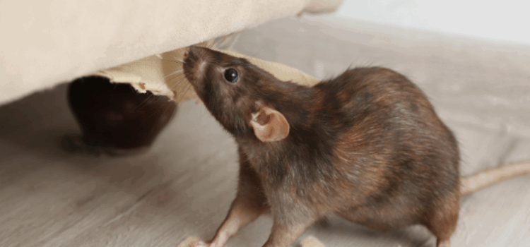 How Much Is Rat Control in Norwich