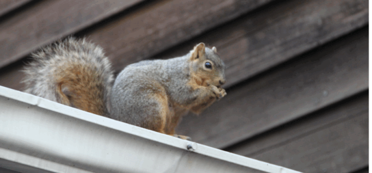 How Much Is Squirrel Control in Norwich